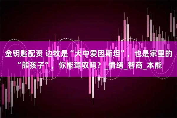 金钥匙配资 边牧是“犬中爱因斯坦”，也是家里的“熊孩子”，你能驾驭吗？_情绪_智商_本能